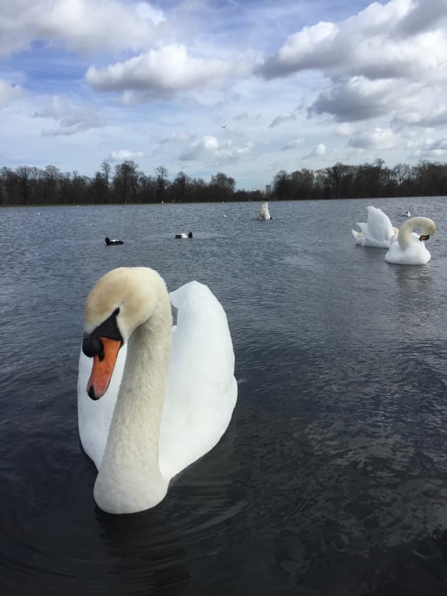 Place Richmond Park