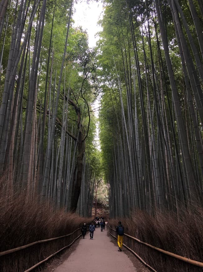 Place Arashiyama Bamboo Forest