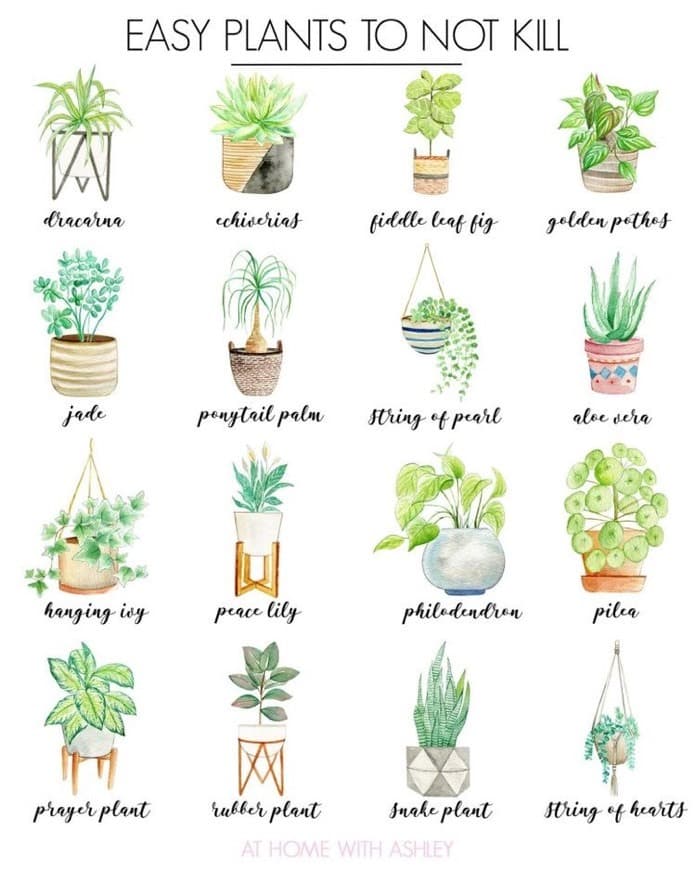 Fashion Plants easy not to kill 😜