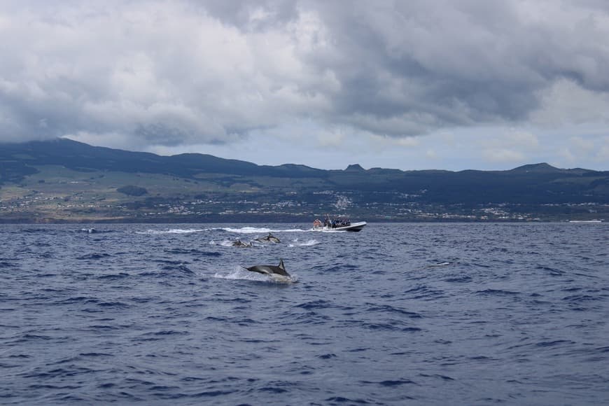 Lugar OceanEmotion Azores Whale Watching