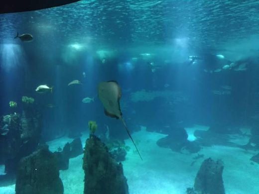 Place Oceanario de Lisboa