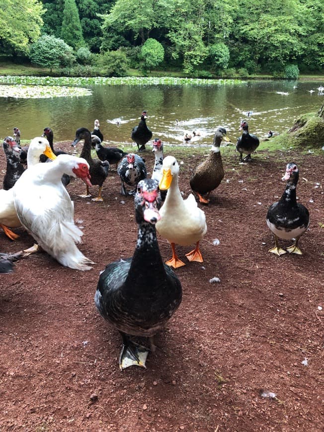 Lugar Lagoa das Patas