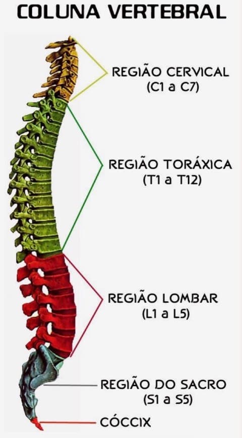 Fashion Coluna Vertebral 