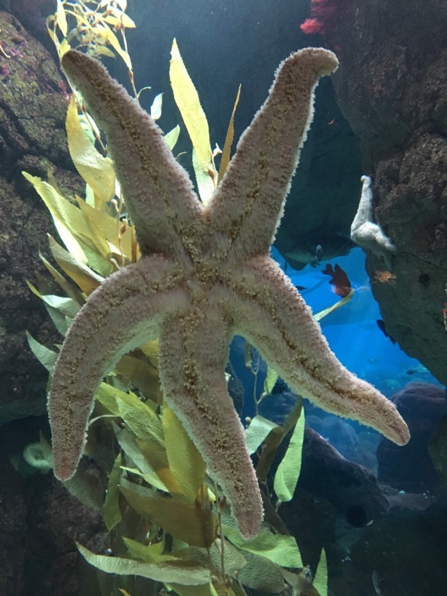 Place Oceanário de Lisboa