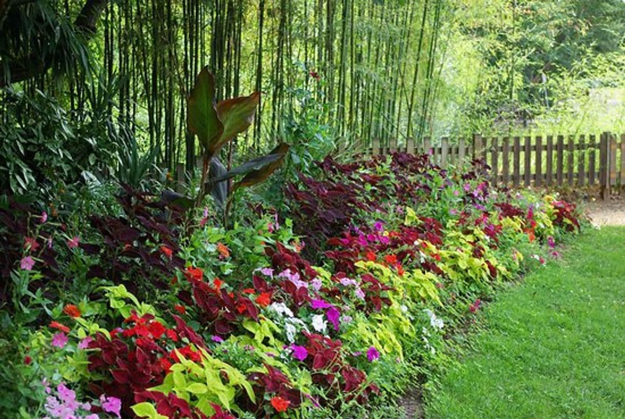 Lugar Jardin des Plantes