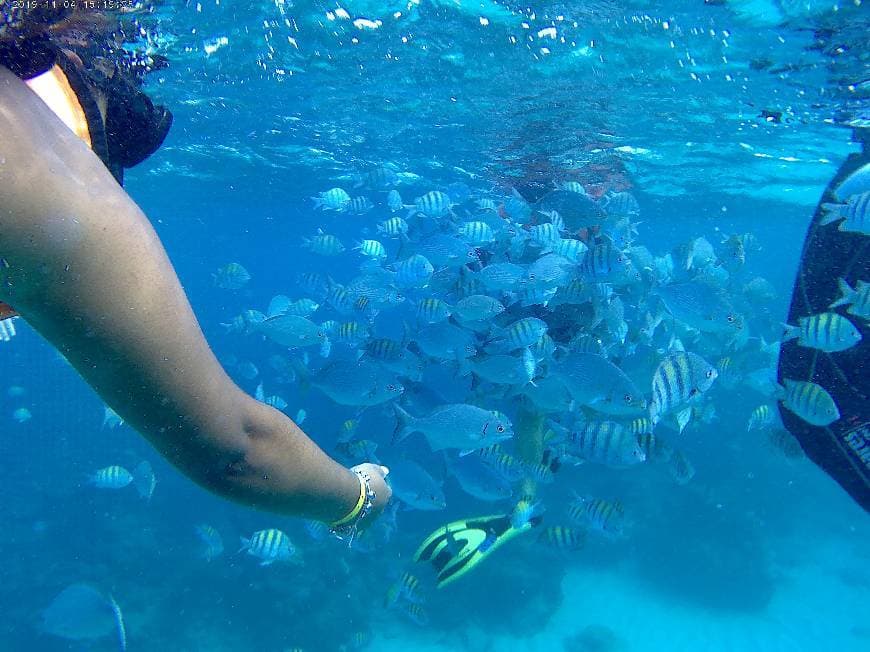 Place Buceo en Cuba - Snorkeling en Varadero