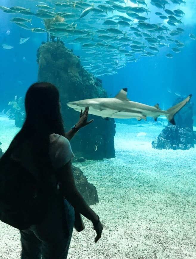 Lugar Oceanario de Lisboa