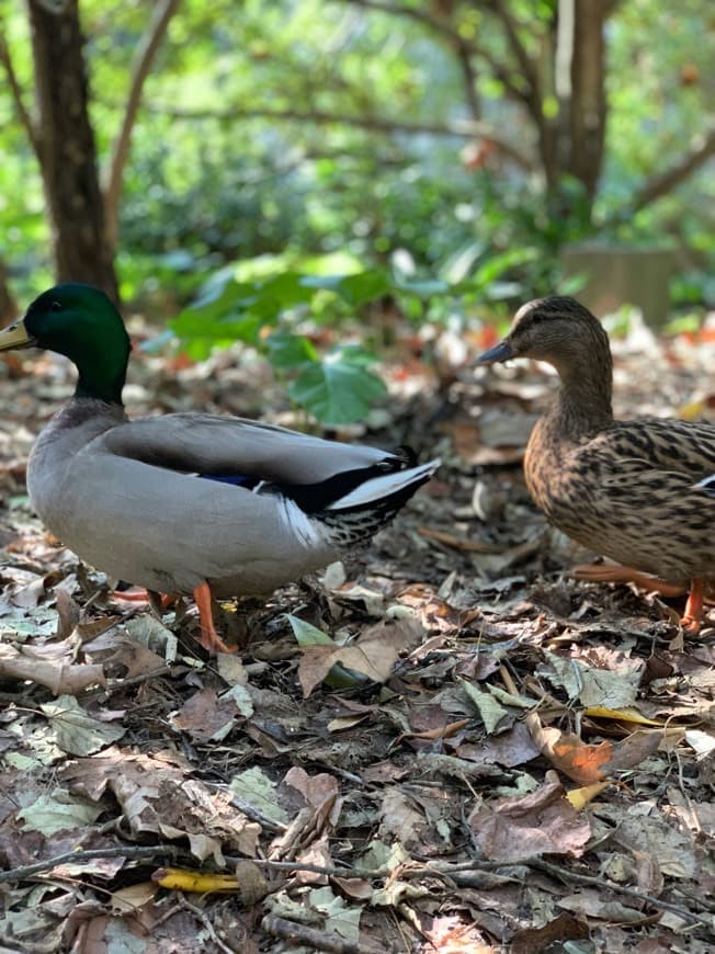 Place Gulbenkian 