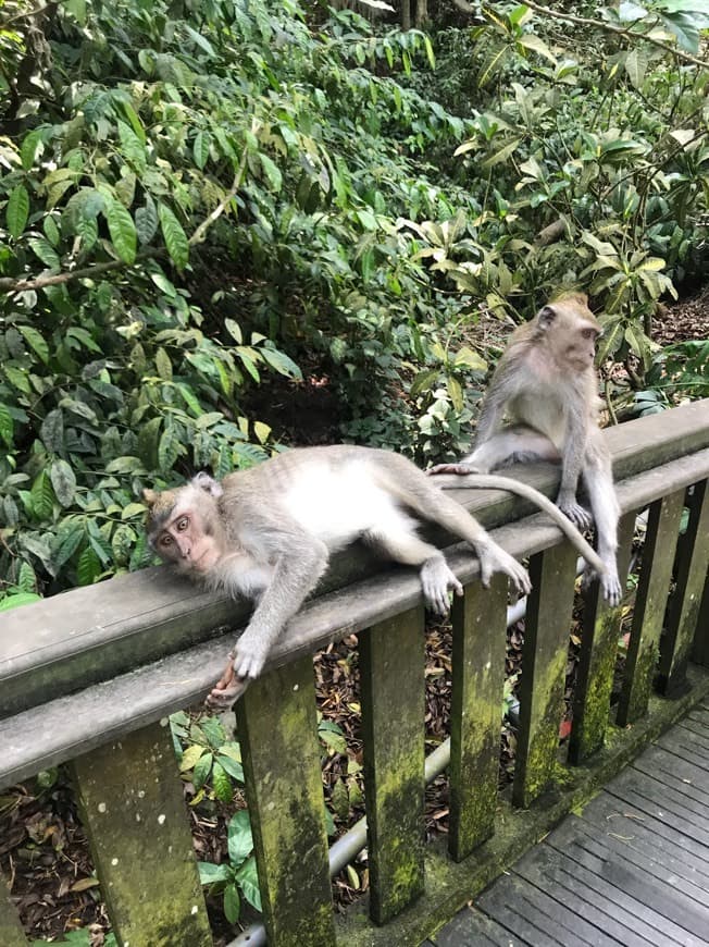 Lugar Sacred Monkey Forest Sanctuary