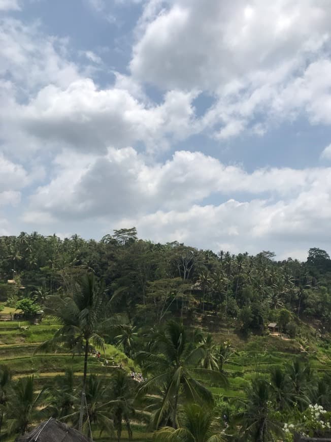 Lugar Tegallalang Rice Terrace