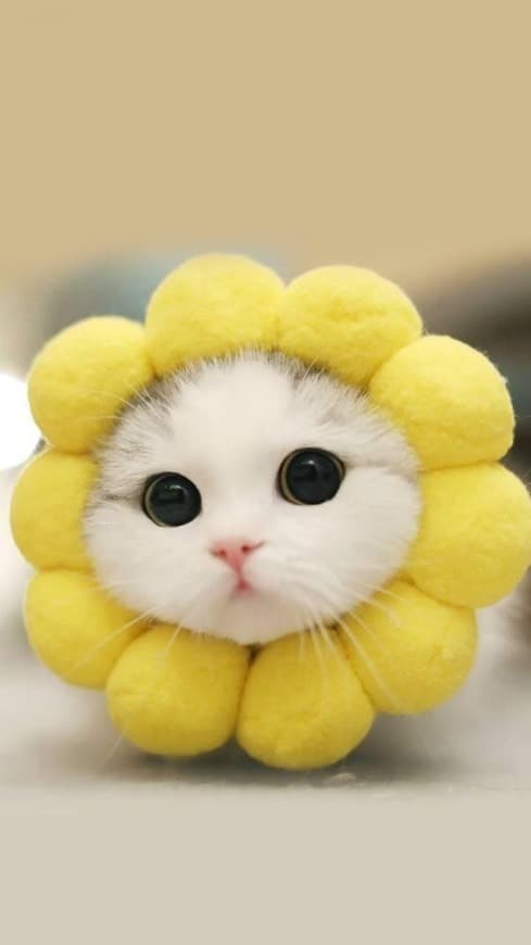 Moda Sunflower cat