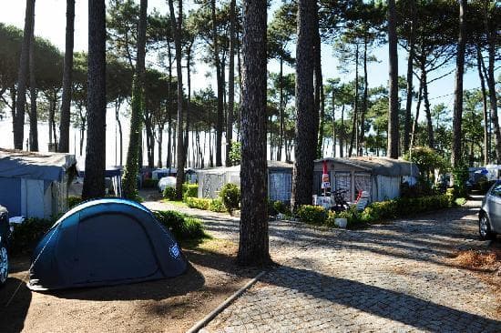 Place Camping Árvore