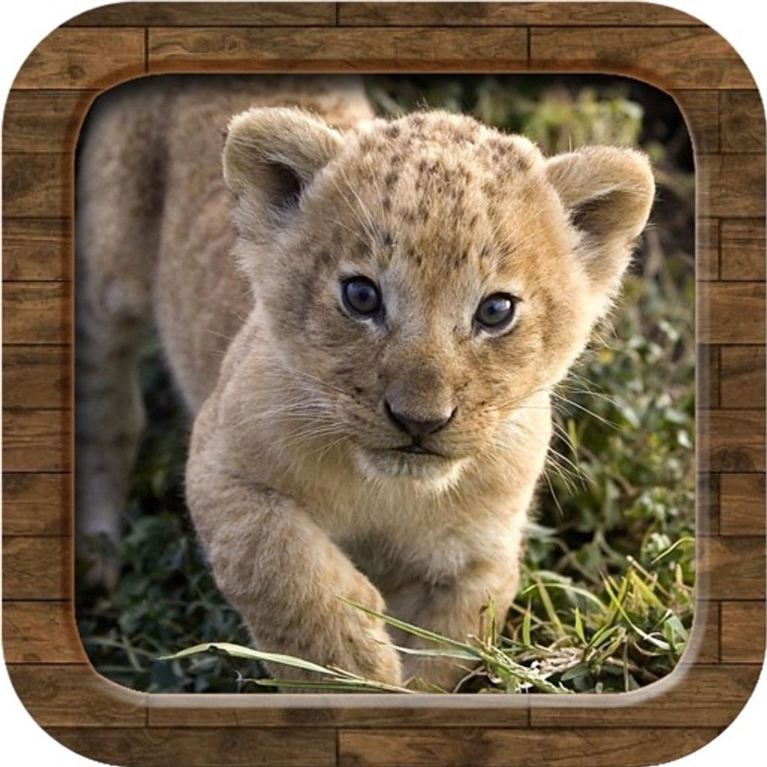 App Animal Sounds.!