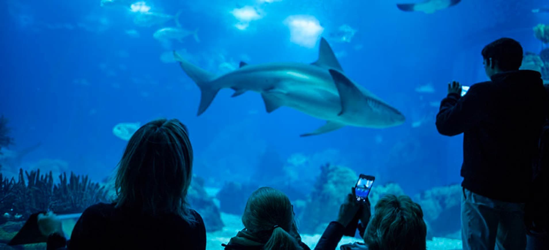 Lugar Oceanario de Lisboa