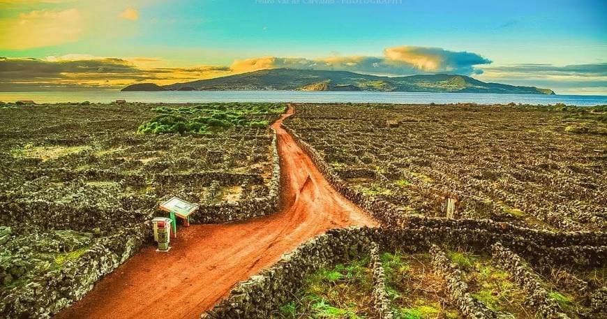 Place Paisagem da Cultura da Vinha da Ilha do Pico