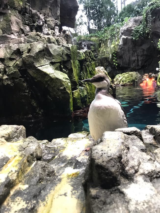 Place Oceanario de Lisboa