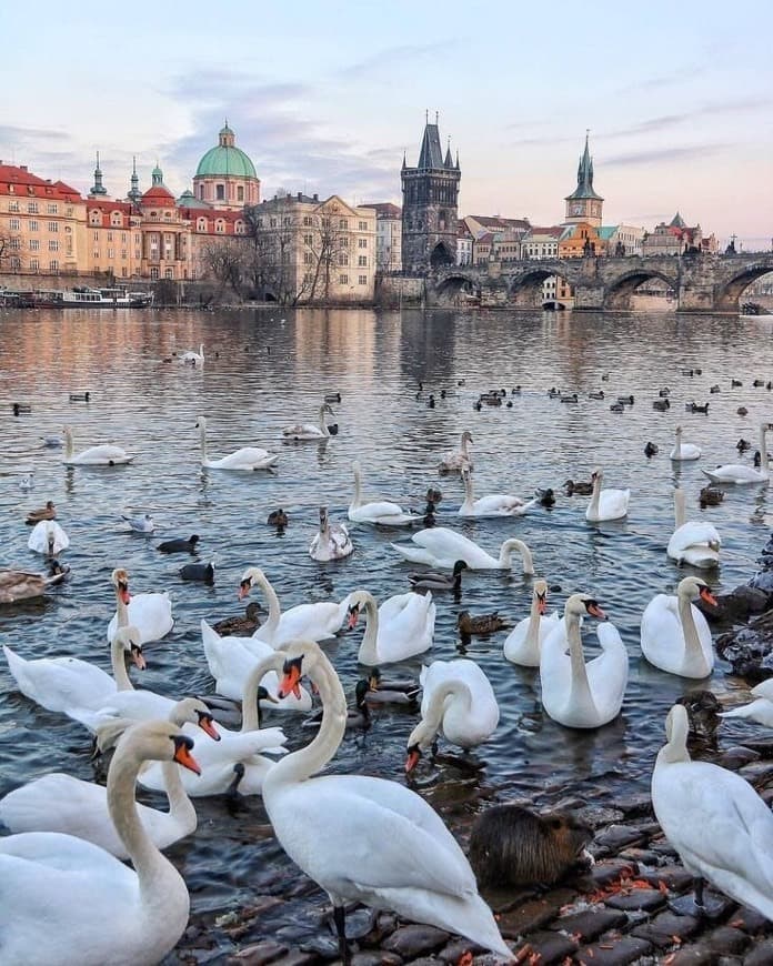 Lugar Charles Bridge