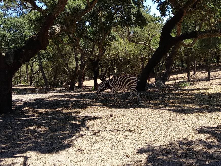 Place Badoca Safari Park