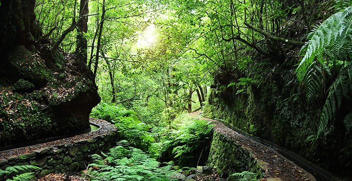 Lugar PR14 Levada dos Cedros