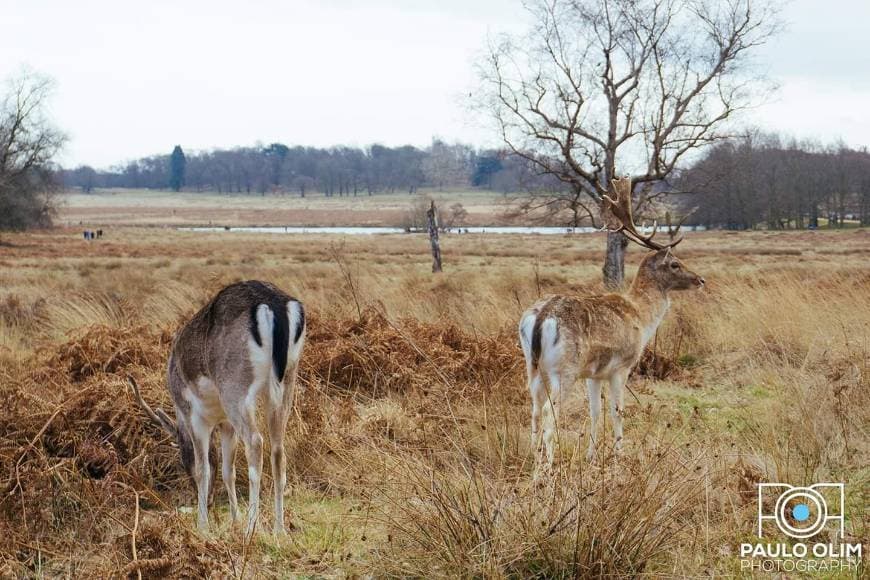 Lugar Richmond Park