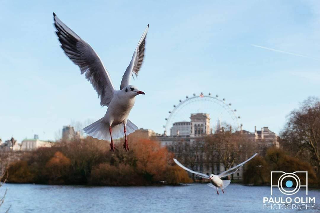 Lugar St. James's Park