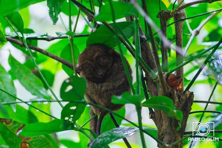 Lugar Tarsier Conservation Area