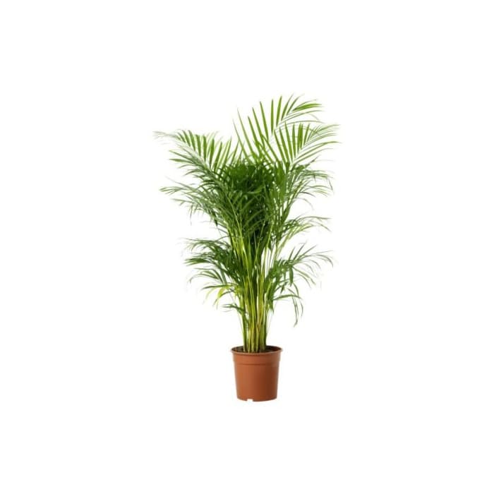 Product IKEA Chrysalidocarpus LUTESCENS - Planta en maceta