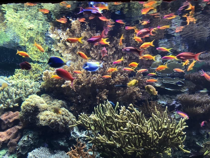 Place Oceanário de Lisboa 🐳