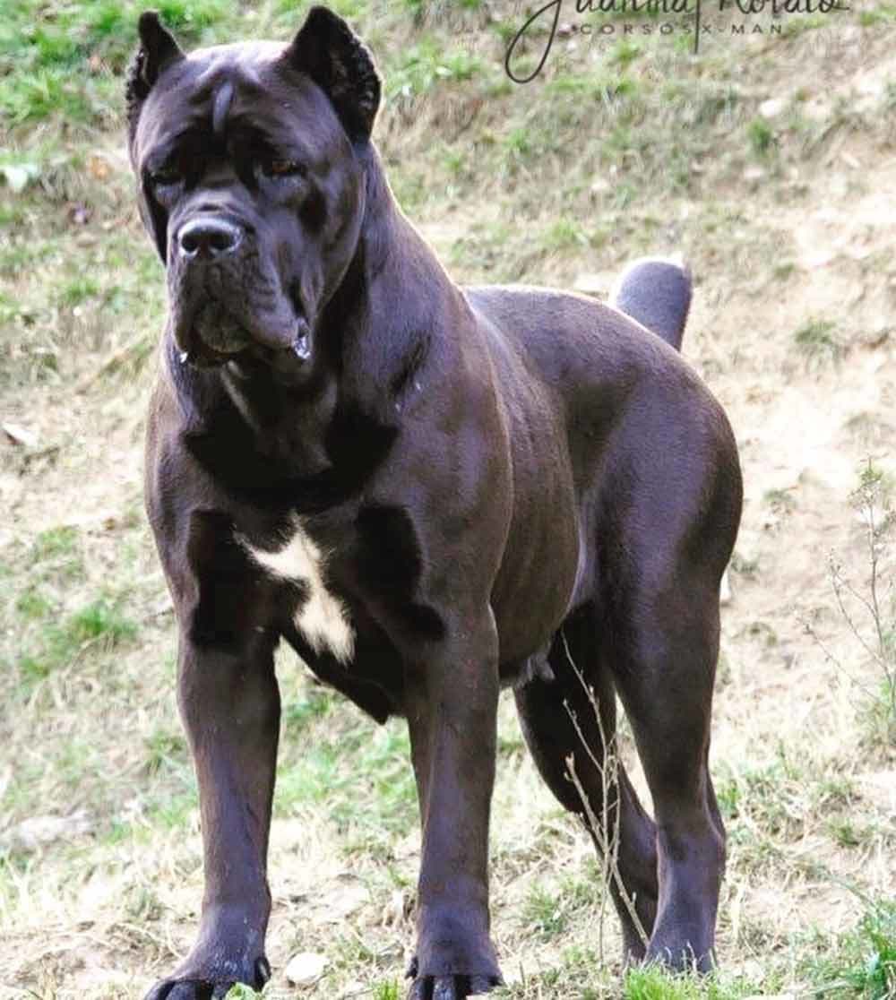 Moda Cane Corso