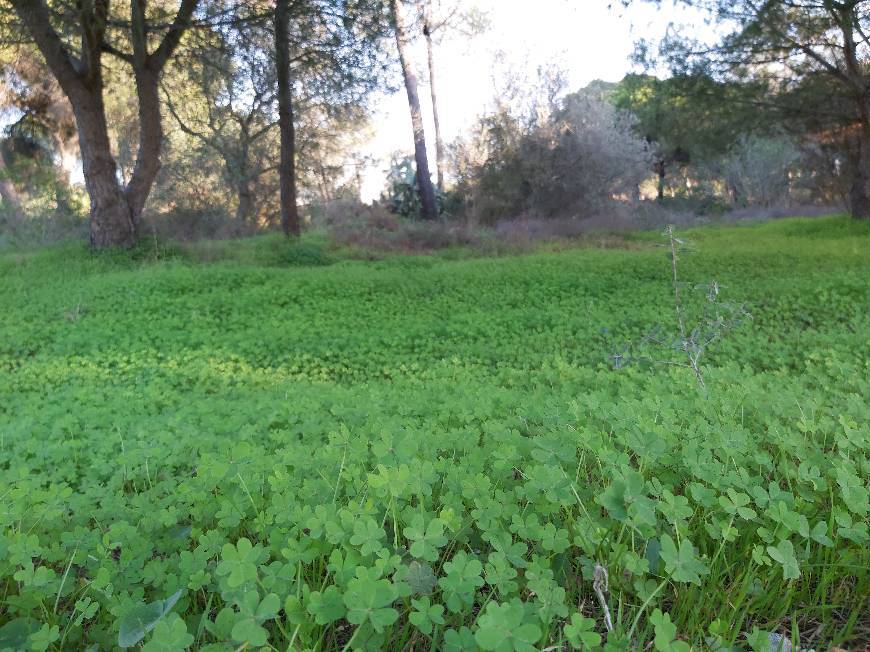 Lugar Ria Formosa Natural Park