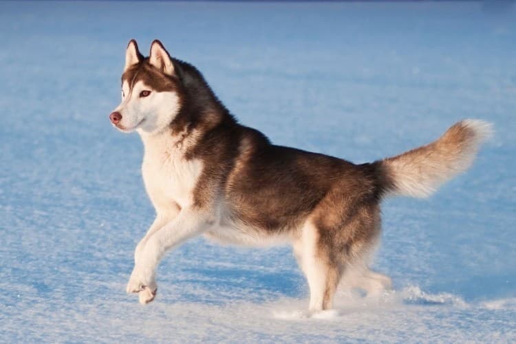 Fashion Husky siberiano