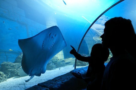 Lugar SEA LIFE Porto