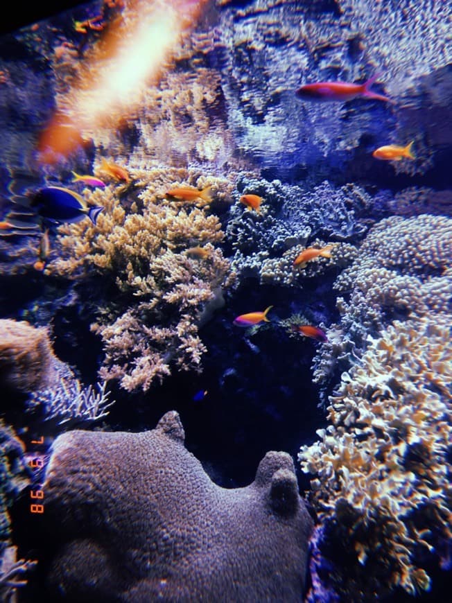 Place Oceanario de Lisboa