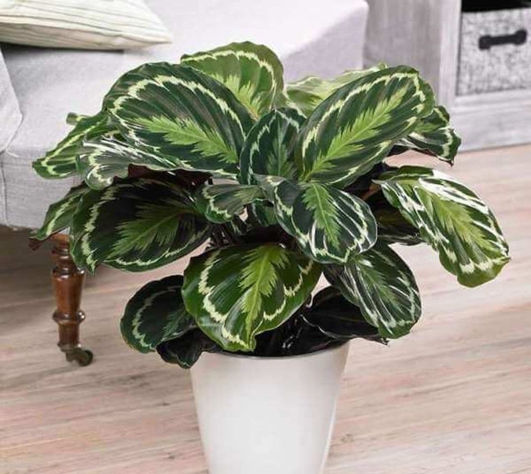 Fashion Calathea Veitchiana 