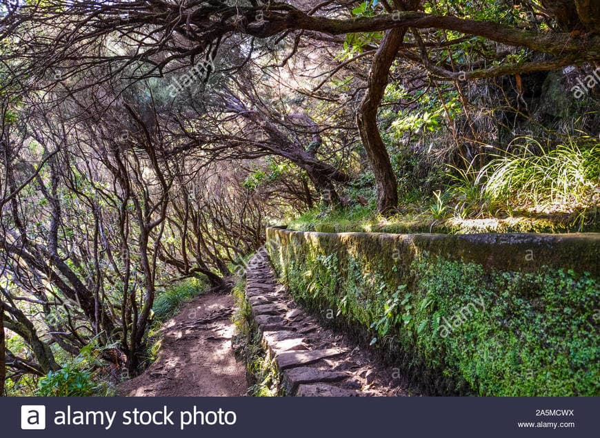 Place Levada do Pico do Cardo