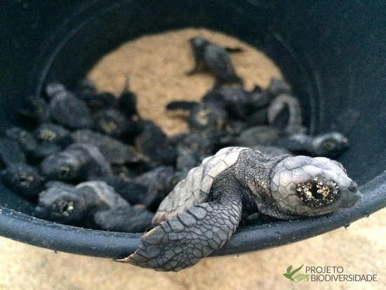 Place Project Biodiversity Turtle Conservation Hatchery