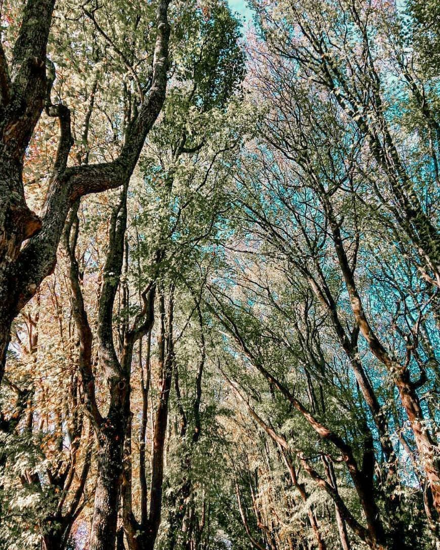 Place Parque de Serralves