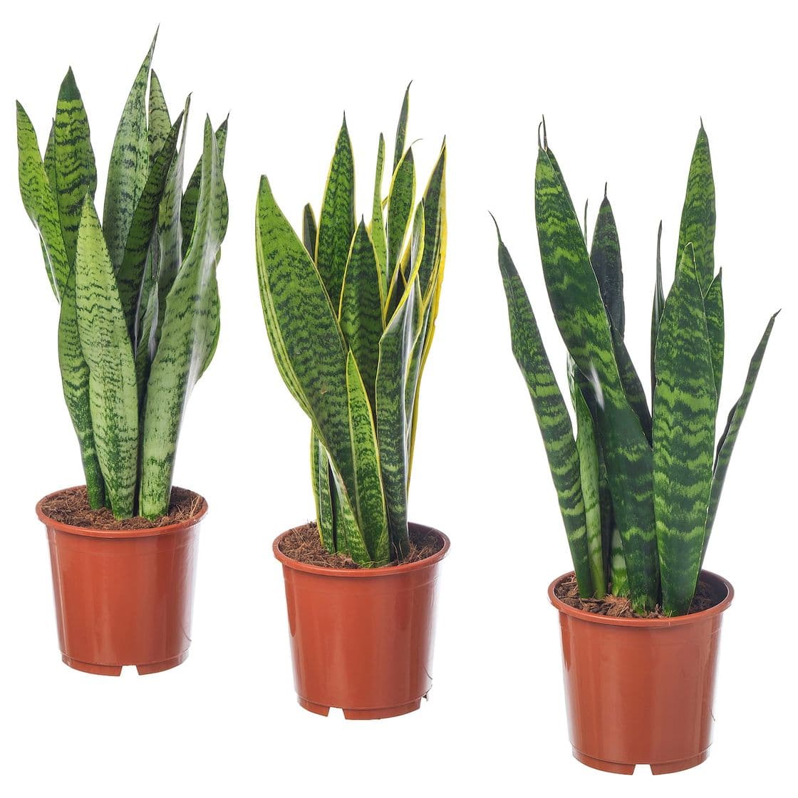 Moda SANSEVIERIA TRIFASCIATA Língua da sogra