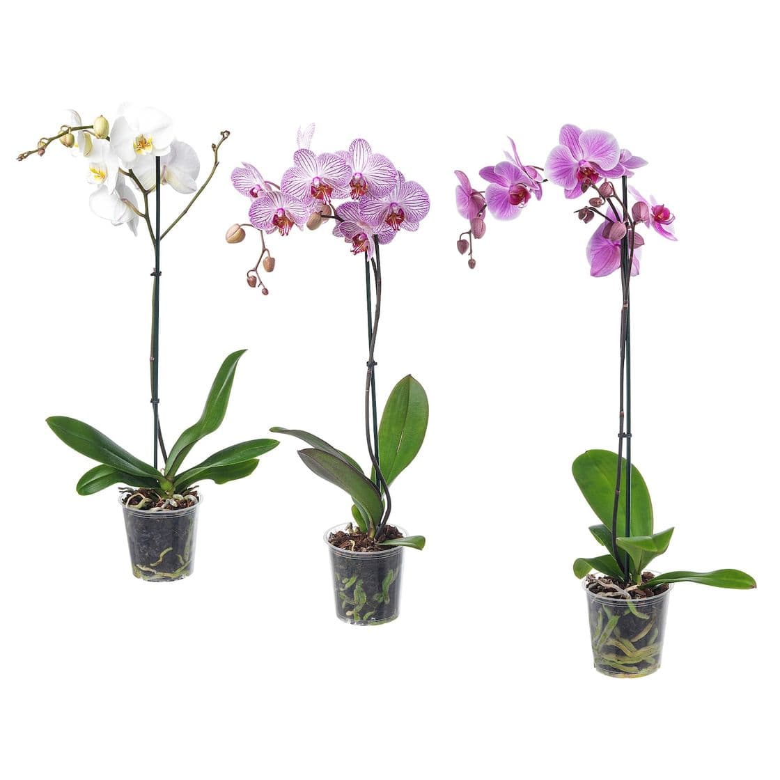 Fashion PHALAENOPSIS - Orquídea