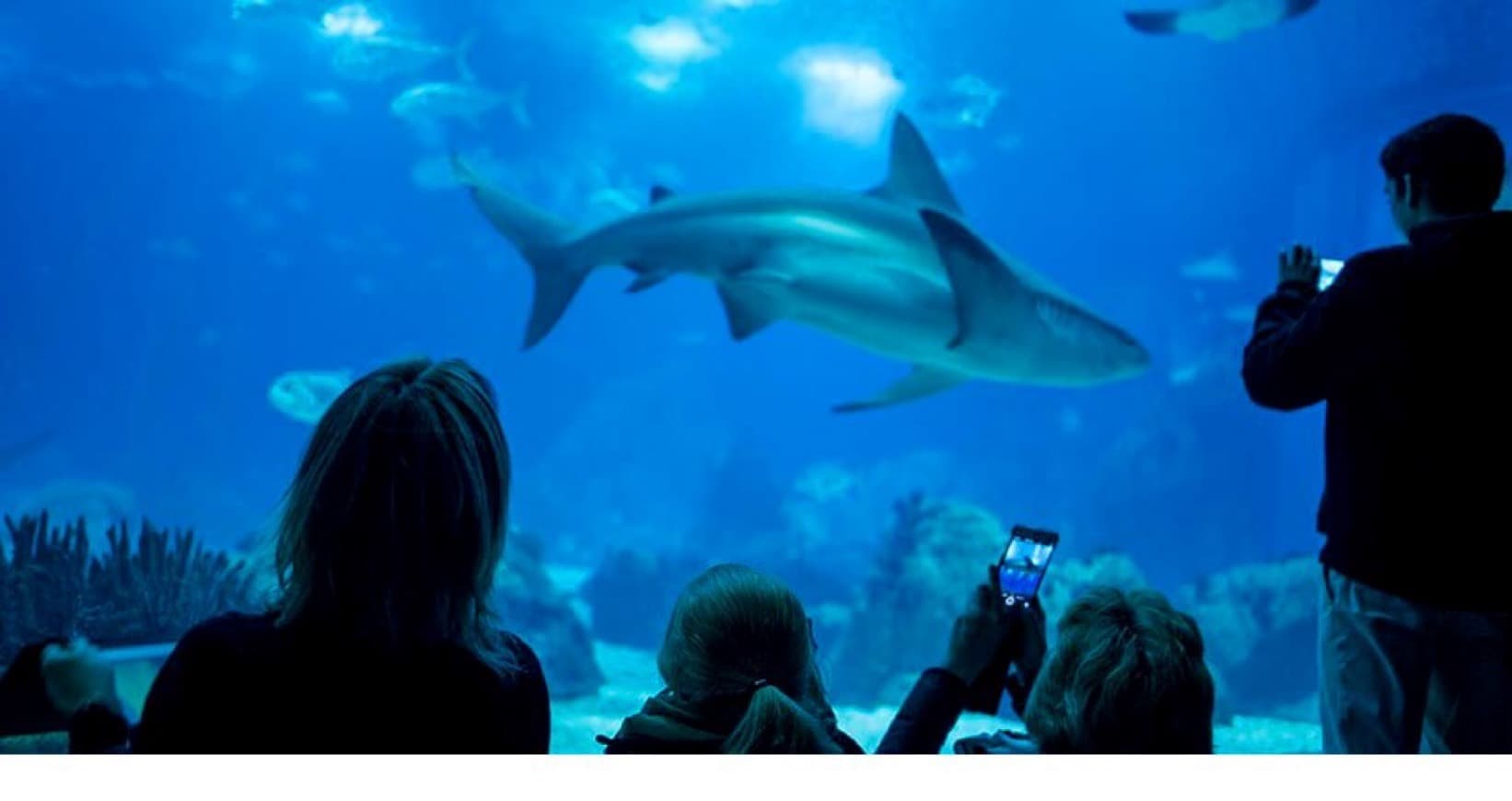 Place Oceanário de Lisboa