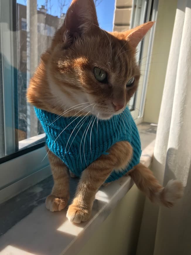 Fashion Cats and personality 