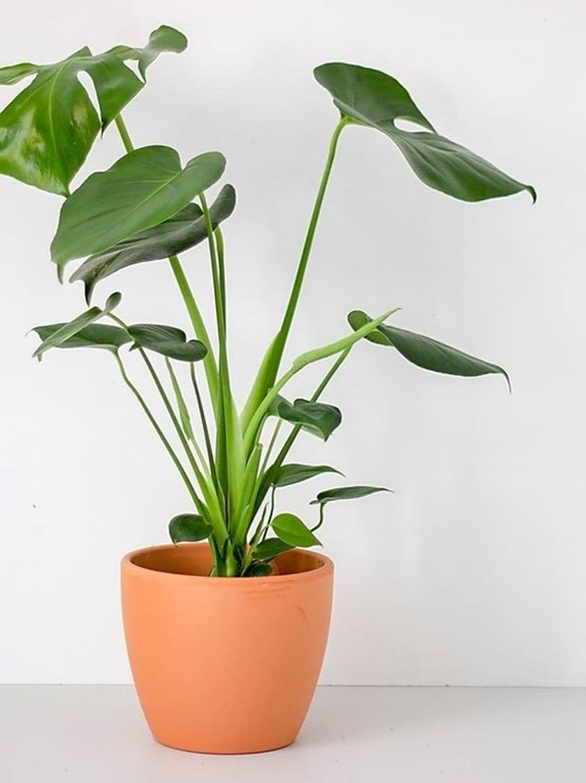 Product MONSTERA DELICIOSA