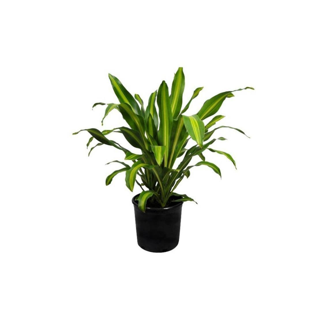 Product PLANTA HORTO DA BOAVISTA • DRACAENA FRAGRANS CINTHO