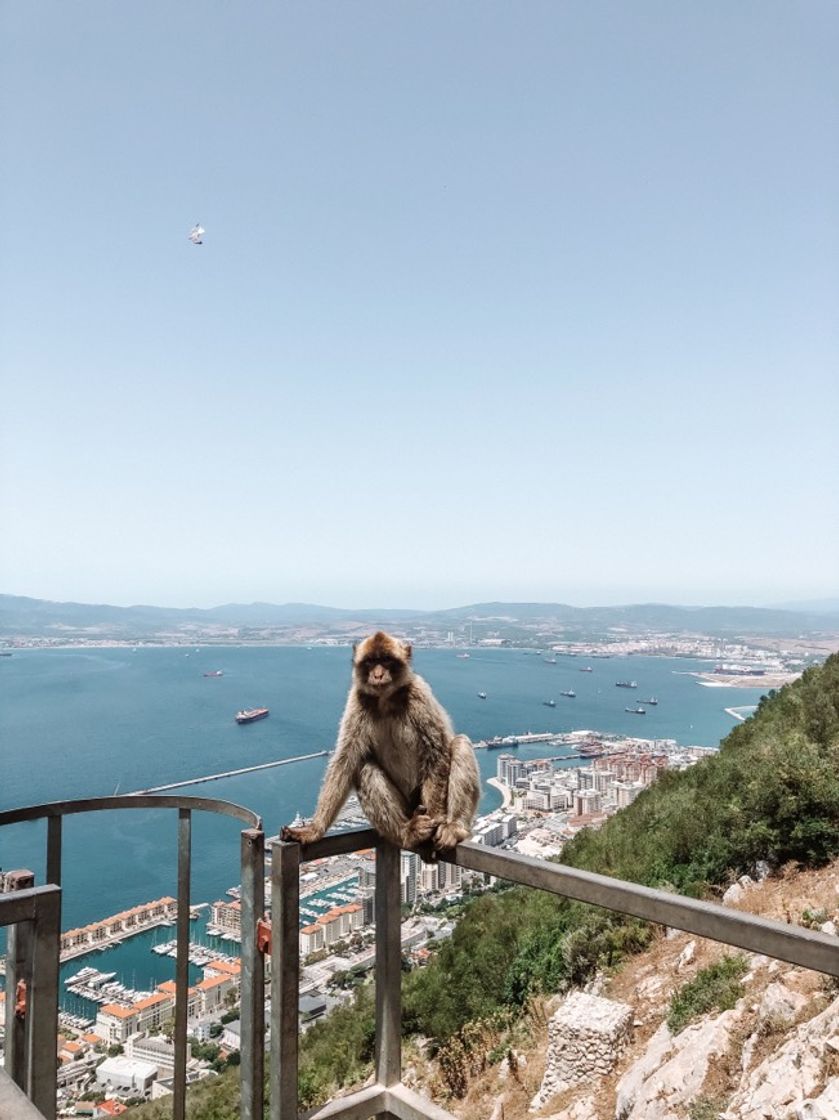 Lugar Monkey feeding station