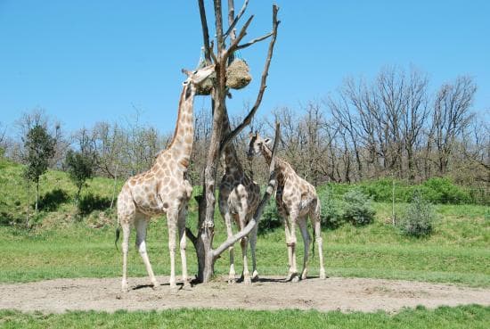 Lugar Zoo African Safari