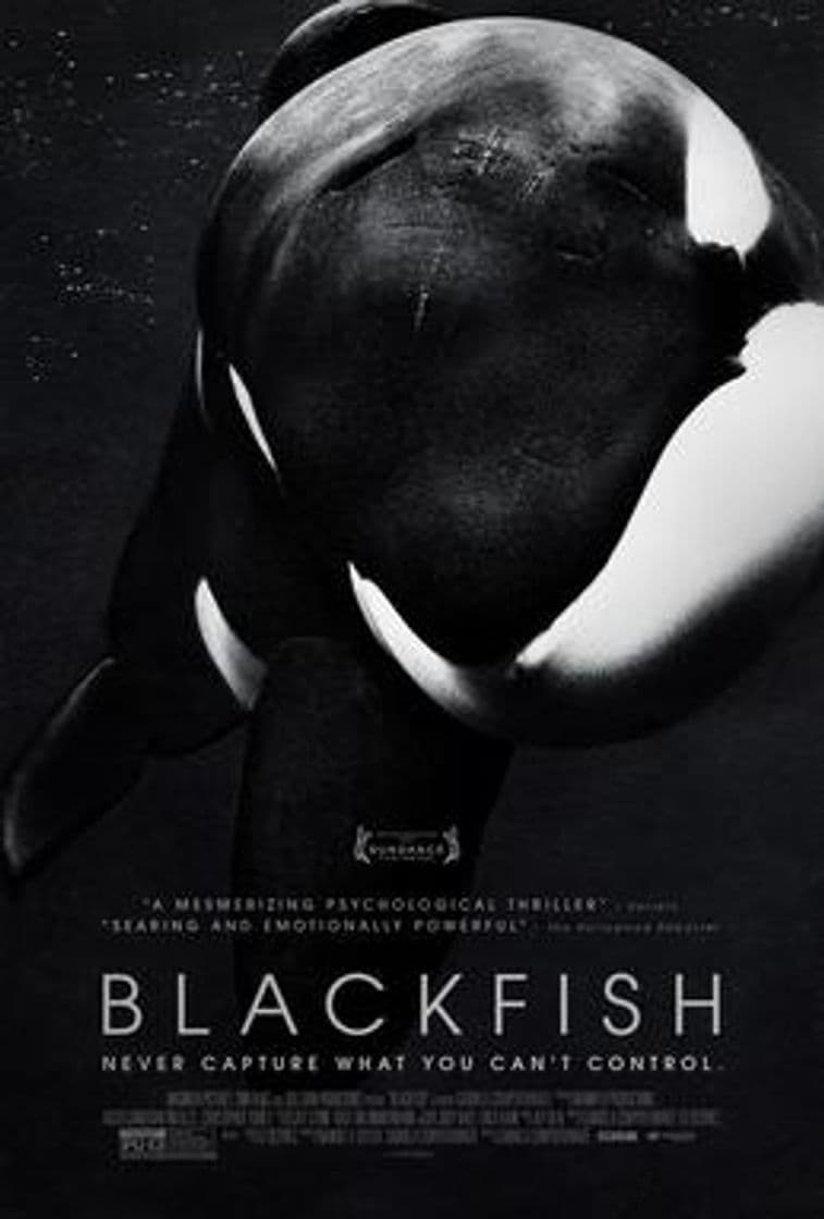 Película Blackfish