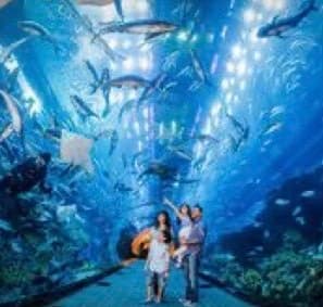 Place Dubai Aquarium & Underwater Zoo