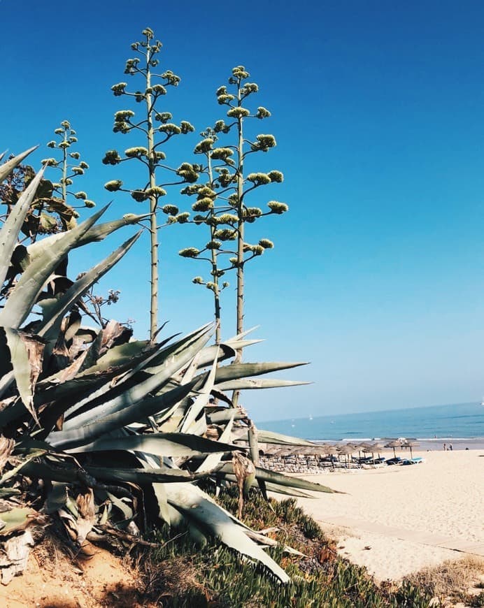 Lugar Praia dos Tomates