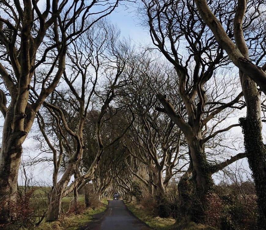 Lugar The Dark Hedges