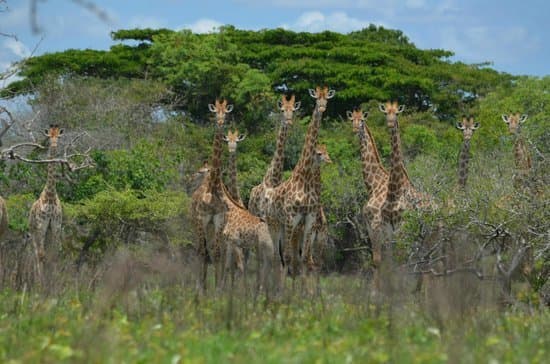 Lugar Reserva Especial de Maputo